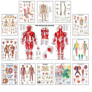Póster de anatomía humana en inglés <span class=keywords><strong>con</strong></span> imagen/tamaño personalizado, póster artístico de pared en lienzo para aulas, hospitales, decoración del hogar, sin marco - Product Image 3