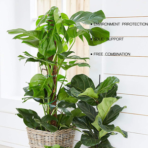 เสาโทเท็มต้นมะพร้าวขนาด15นิ้วพร้อมเชือกเกลียวสำหรับสวน65ฟุตสำหรับ Monstera และไม้กระถางให้เติบโตขึ้น - Product Image 4