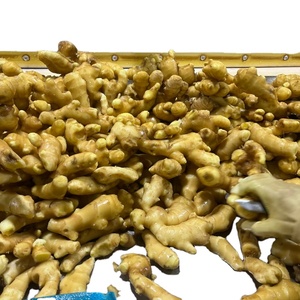 Jengibre Orgánico Amarillo Brillante Fresco y Seco al Aire, Certificado HACCP, Marca SinoFarm, Exportación de Shandong, China - Product Image 1