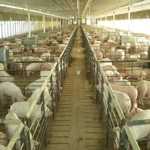 Kết cấu thép lợn nhà tùy chỉnh và bền trang trại xây dựng trang trại - Product Image 3