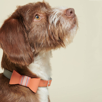 Collier de chien imprimé personnalisé Fullto durable et de haute qualité avec boucle à dégagement rapide