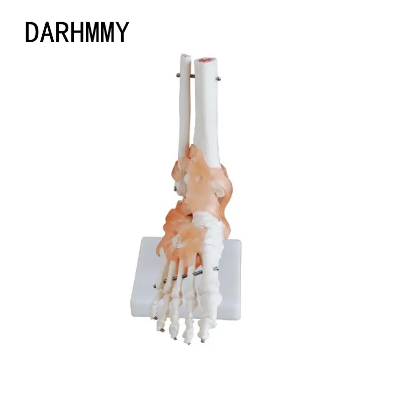 DARHMMY Teaching Resources Life Size Foot Joint with Ligament Foot Skeleton Model