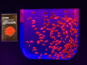 Bể Cá Sứa Acrylic Tùy Chỉnh - Product Image 4