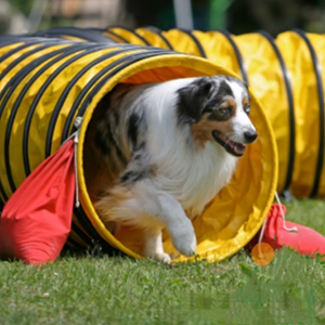 PetFit Verdikte Materiaal Biologisch Afbreekbaar Waterdicht IP67 Meerdere Maten Hond Agility <span class=keywords><strong>Tunnel</strong></span> voor FCI Competitie Hondentraining - Product Image 2