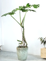 Grand pot de fleurs en ciment à motif écaille de tortue, style vintage moderne rétro, pour Dracaena marginata et Monstera, de Simple Green International