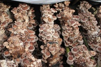 Ensacheuse champignon bon marché ensacheuse substrat champignon Remplisseur automatique de sacs