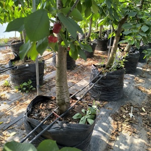 Bolsa de cultivo portátil HOKBG negra PP 20 30 40 60 litros para plantar vegetales tomates arándanos con asas precio de fábrica - Product Image 6