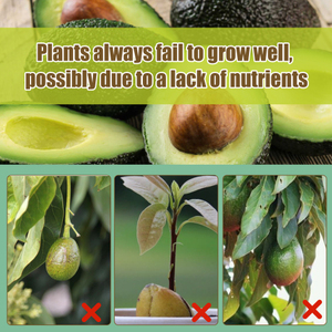 MoonSpry Premium 3-1-2 fertilizante líquido <span class=keywords><strong>en</strong></span> aerosol para <span class=keywords><strong>aguacate</strong></span>, maceta, Árbol frutal, crecimiento <span class=keywords><strong>de</strong></span> raíces del cabello, cuidado nutricional - Product Image 2