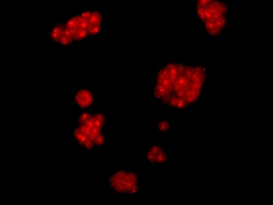 Anticorps polyclonaux <span class=keywords><strong>Alpha2</strong></span> - Product Image 3