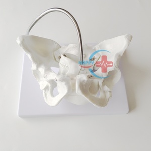 Mô hình trình diễn sản khoa bộ xương HC-S229/Mô hình bộ xương chậu nữ với hộp sọ thai nhi - Product Image 5