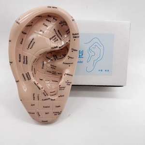 Medicina tradizionale cinese orecchio agopuntura modello attrezzature educative per la formazione & pratica - Product Image 5