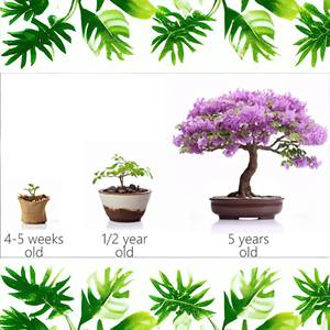 Kit de démarrage d'arbre bonsaï d'intérieur avec outils <span class=keywords><strong>cadeau</strong></span> de <span class=keywords><strong>jardinage</strong></span> domestique en fibre pour femmes et hommes - Product Image 3
