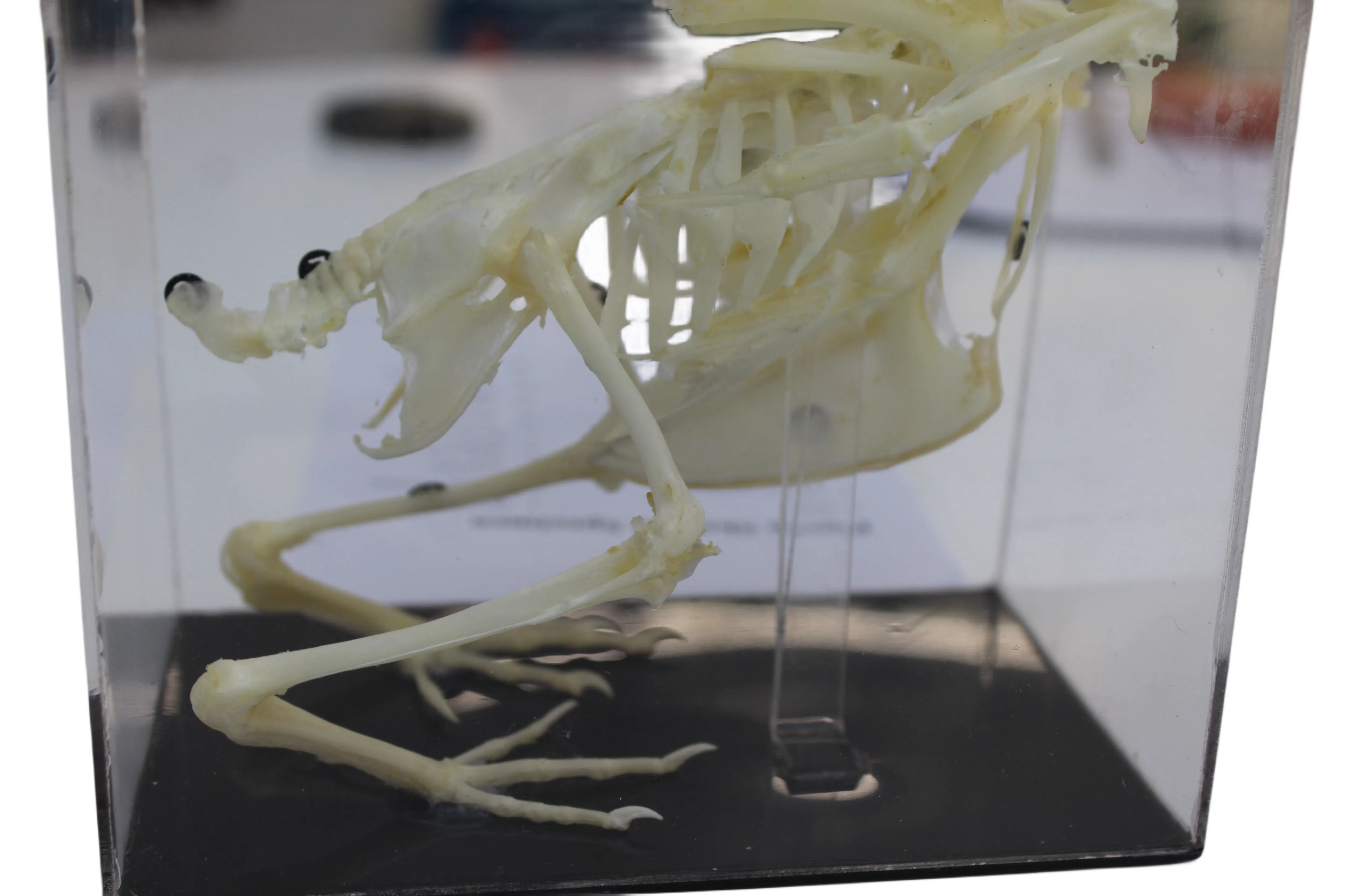 Studio sperimentale su campioni di scheletro animale ad alta definizione, esemplari di osso naturale, osso di piccione