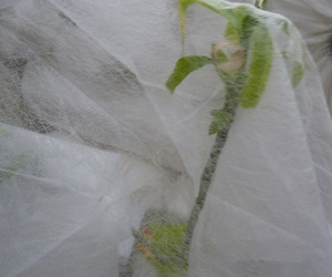 <span class=keywords><strong>Tissu</strong></span> non-tissé DE spunbonded DE PP pour la couverture de L'agriculture/Jardin Couverture/Couverture De Culture - Product Image 4