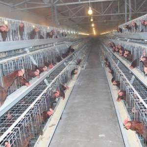 ฟาร์มไก่เนื้อแบบอัตโนมัติ 15,000 ตัว พร้อมระบบให้อาหารอัตโนมัติ  กรงเลี้ยงไก่แบบอัจฉริยะ  ฟาร์มเลี้ยงไก่แบบกำหนดเอง - Product Image 1
