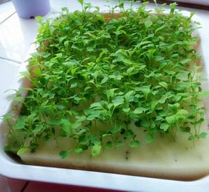Blanco hidropónico vegetal Col de la germinación de la semilla de esponja - Product Image 3