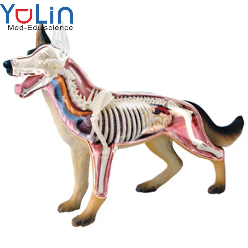 نموذج تشريح كلب للتعليم الطبي نموذج محاكاة عضوي حيواني قابل للفصل من 29 جزءًا نماذج تعليمية علمية
