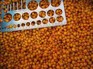 Baies pulpe de fruit Iqf prix de l'argousier frais congelé - Product Image 3