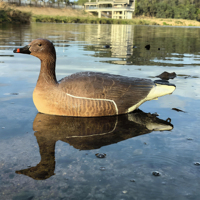 Décoy de chasse au gibier d'eau flottant portable de qualité supérieure, modèle à bec orange, pour le lac, la rivière, la maraisse, attracteur et appât pour oiseaux aquatiques