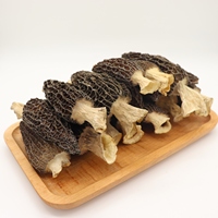 Meilleure vente de champignons secs à tige naturelle fraîche, champignons sauvages Morchella Conica
