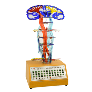 Modelo <span class=keywords><strong>de</strong></span> Esqueleto para Conducción Nerviosa Central GD/A18217 - Product Image 1