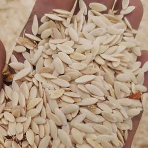 Origine des concombres Fruits des quatre saisons - concombres croustillants et sucrés pour la décoration de jardin et de cour - Product Image 2