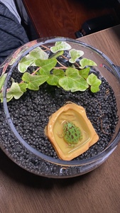 Cuenco alimentador <span class=keywords><strong>de</strong></span> <span class=keywords><strong>agua</strong></span> y comida <span class=keywords><strong>de</strong></span> resina para reptiles Productos para mascotas-Plato para reptiles - Product Image 4