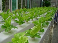 Système hydroponique NFT GN Commercial 100*50mm pour serres agricoles à portée unique