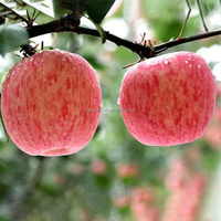 Chinese Appel Heerlijke Koninklijke Gala Appels Verse Rode Fuji Appel