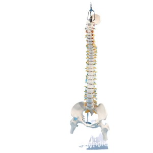 Modèle d'enseignement de la colonne vertébrale humaine de 45 cm avec bassin et fémur, avec neurosquelette, modèle de colonne vertébrale, type suspendu - Product Image 2