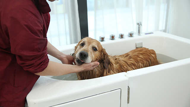 Spa Bath Tub Ozone - Large Dog Walk in Tub - Dogs Bath Milky Spa