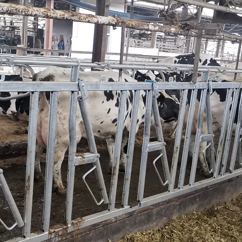 Nouvelle serrure en acier galvanisée à chaud de tête de vache d'équipement de machines de ferme de bétail à vendre