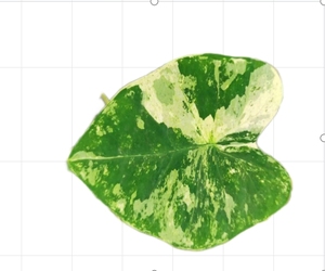 La Voie Lactée <span class=keywords><strong>Arum</strong></span> - Product Image 1