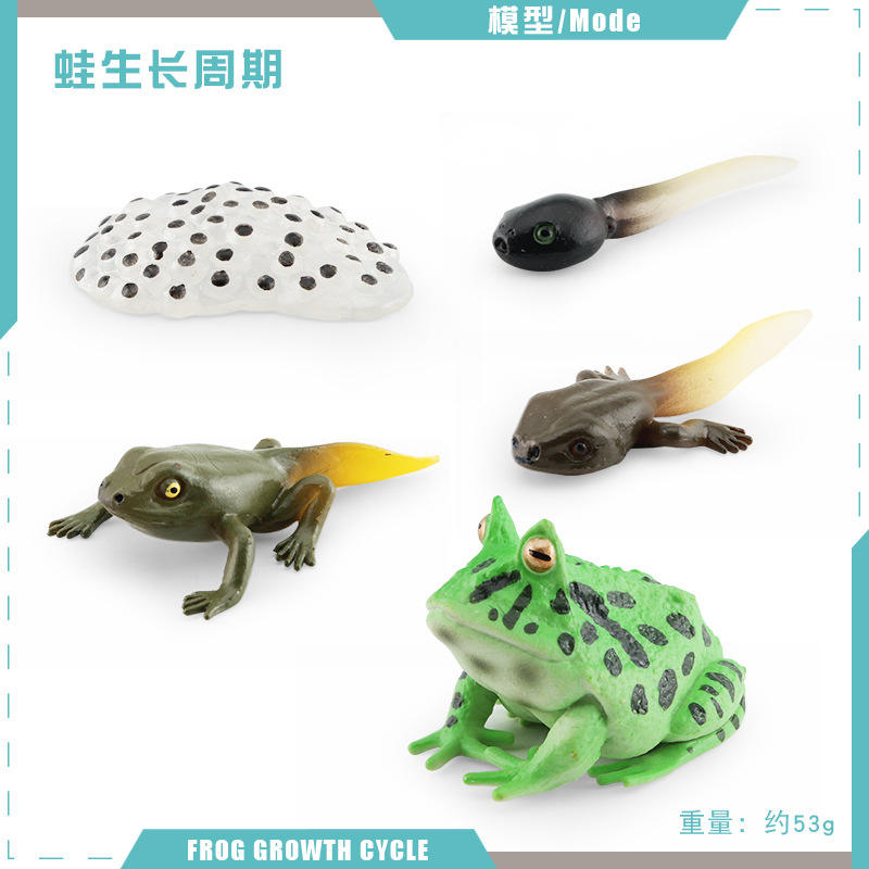 2488 cycle de croissance de la grenouille à cornes 2-53g