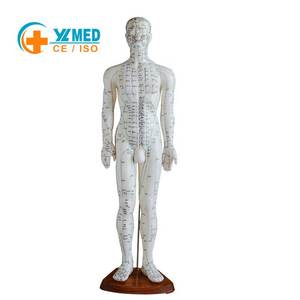 60 सेमी पुरुष मानव एक्यूपंक्चर मॉडल के साथ मानव एक्यूपंक्चर मॉडल/आईएसओ प्रमाणित प्रशिक्षण के लिए - Product Image 1