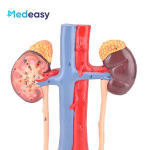 Modelo de Sistema Urinario estereoscópico 3D humano con modelo de anatomía de riñón de vena arterial - Product Image 4