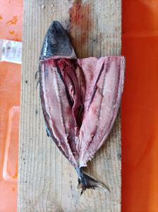 1000g + जमे हुए बोनिटो मछली उछाल ट्यूना - Product Image 5