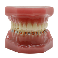 Modèle de dent buccale d'anatomie de dentiste pour l'étude orthodontique, amovible directement en usine