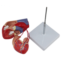 Modèle anatomique en PVC de la chirurgie de contournement du cœur humain pour les étudiants en sciences médicales et la formation des infirmières pour les écoles