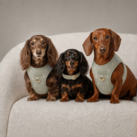 Ensemble de harnais pour chien imprimé sur mesure, collection Sage Green Star, harnais pour chien en néoprène avec collier, laisse, porte-sac à crottes, ensemble de promenade pour animaux de compagnie