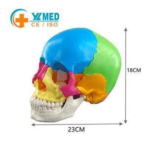 Modèle de crâne anatomique <span class=keywords><strong>humain</strong></span> grandeur nature en 22 pièces, couleur CE/ISO, tête amovible, modèle d'os de crâne pour étudiants en médecine - Product Image 1