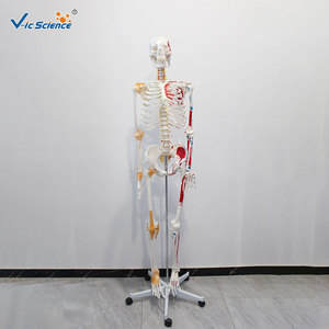 Modelo de esqueleto humano a escala 1:1 con coloración de origen y inserción de los músculos y ligamentos, 180 cm de altura, de aspecto natural. - Product Image 1