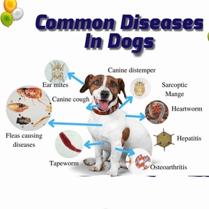 Kit teste anticorpos hepatite infecciosa canina Instrumento veterinário - Product Image 3