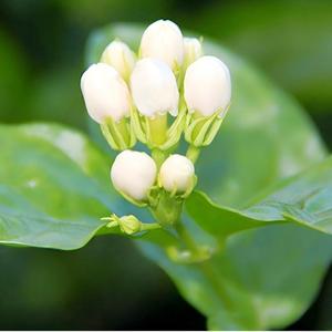 Té Verde Jasmine Maojian Premium, Té Aromático Saludable para Venta al por Mayor, Proveedor OEM/ODM, Té Orgánico en Hojas Sueltas en Bolsa - Product Image 5