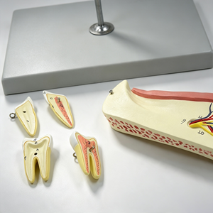 Modelo de Mandíbula Ampliada SCIEDU para Disección, Modelo de Enseñanza de la Estructura de la Mandíbula y los Dientes Humanos para Educación Médica - Product Image 3