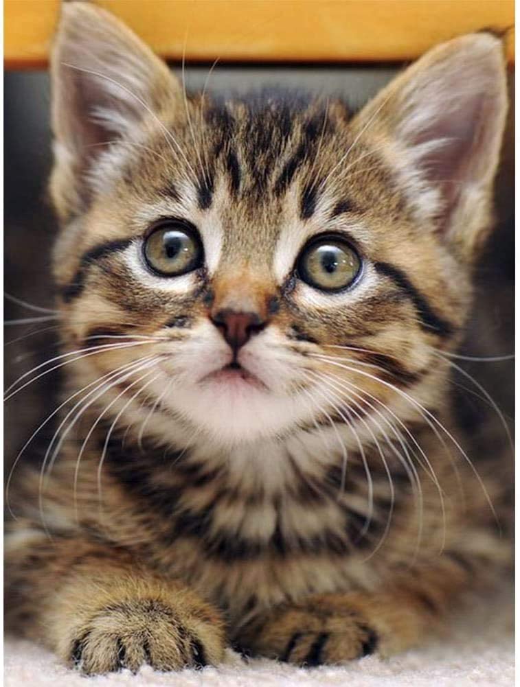 Cat04