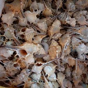 เปลือก<span class=keywords><strong>หอย</strong></span><span class=keywords><strong>สังข์</strong></span>ธรรมชาติ <span class=keywords><strong>หอย</strong></span><span class=keywords><strong>หนาม</strong></span> <span class=keywords><strong>หอย</strong></span>แม่มด สำหรับใช้เป็นอุปกรณ์ประกอบฉาก ตกแต่งตู้ปลา จัดสวน - Product Image 6