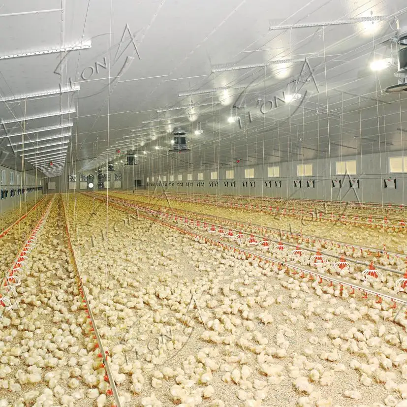 อุปกรณ์ปากกาสำหรับ5000ไก่เนื้ออัตโนมัติสำหรับฟาร์มสัตว์ปีก