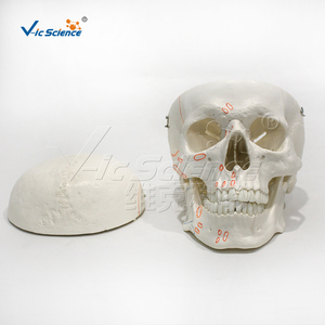 Life Size Human Skull Model with Muscle Origin <strong>and</strong> Insertion for Medical Teaching Anatomy Study <strong>and</strong> Clinical Demonstration - Product Image 5