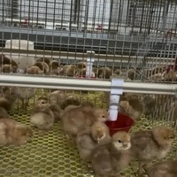 Système automatique de cage de batterie pour volaille poulet ferme poulets de chair nouvelle condition pour l'élevage de viande caille poulet